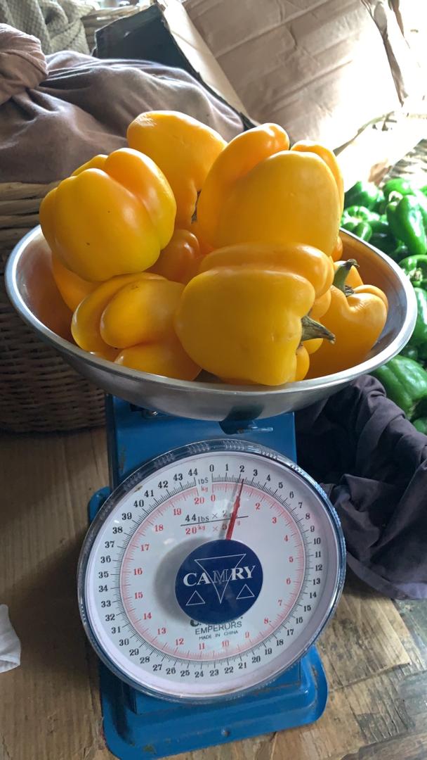 Yellow Bell Peppers
